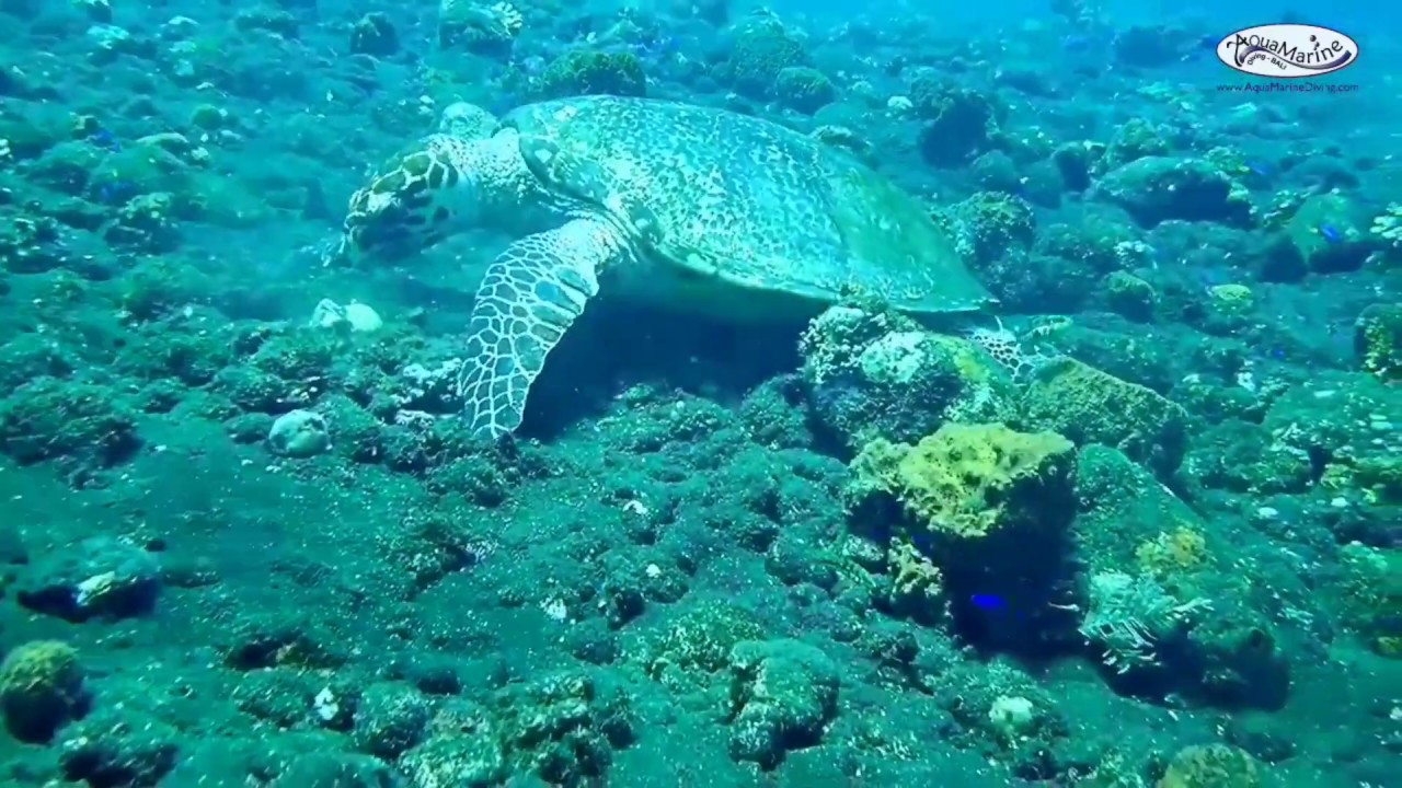 AMD-B Kubu Wreck Trip