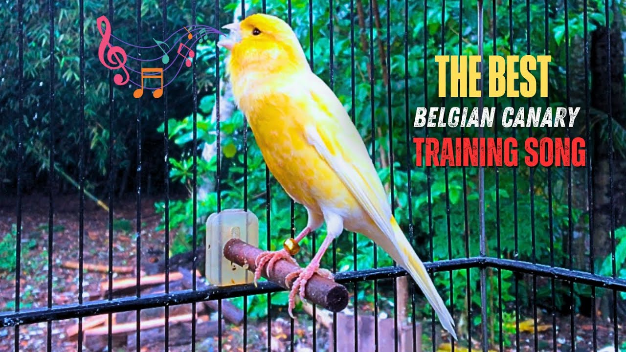 All the Beauty of a TRUE BELGIAN CANARY!!!