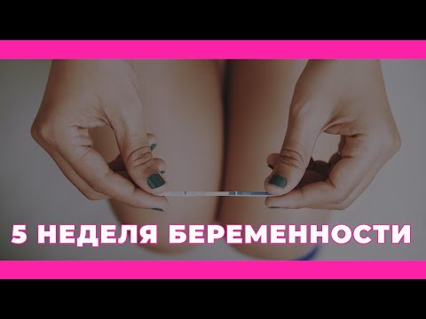 5 Неделя Беременности | Развитие Плода На 5 неделе