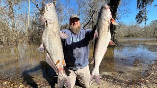 We filled a cooler with HUGE CATFISH! ~Catch, Clean, Cook~