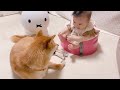 【子守犬】柴犬のお兄ちゃんに話しかけようと頑張る娘