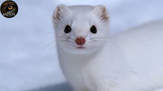 Inside the Hidden War Beneath Winter’s Snow | Animal Documentary