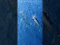 Baby Whale  #shorts