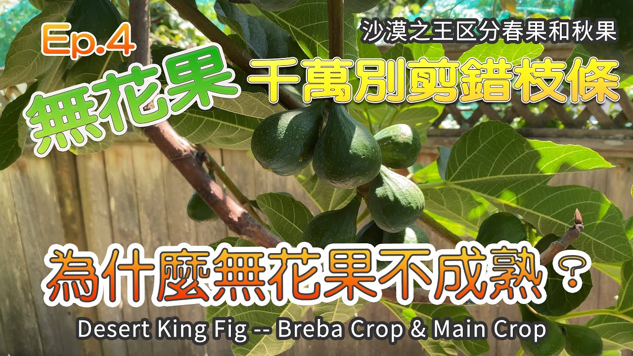 通过沙漠之王无花果结果的特性，告诉你为什么辛辛苦苦种了一年的无花果却无法成熟 | 温带海洋性气候地区的朋友需要注意，否则你很难吃到成熟的无花果