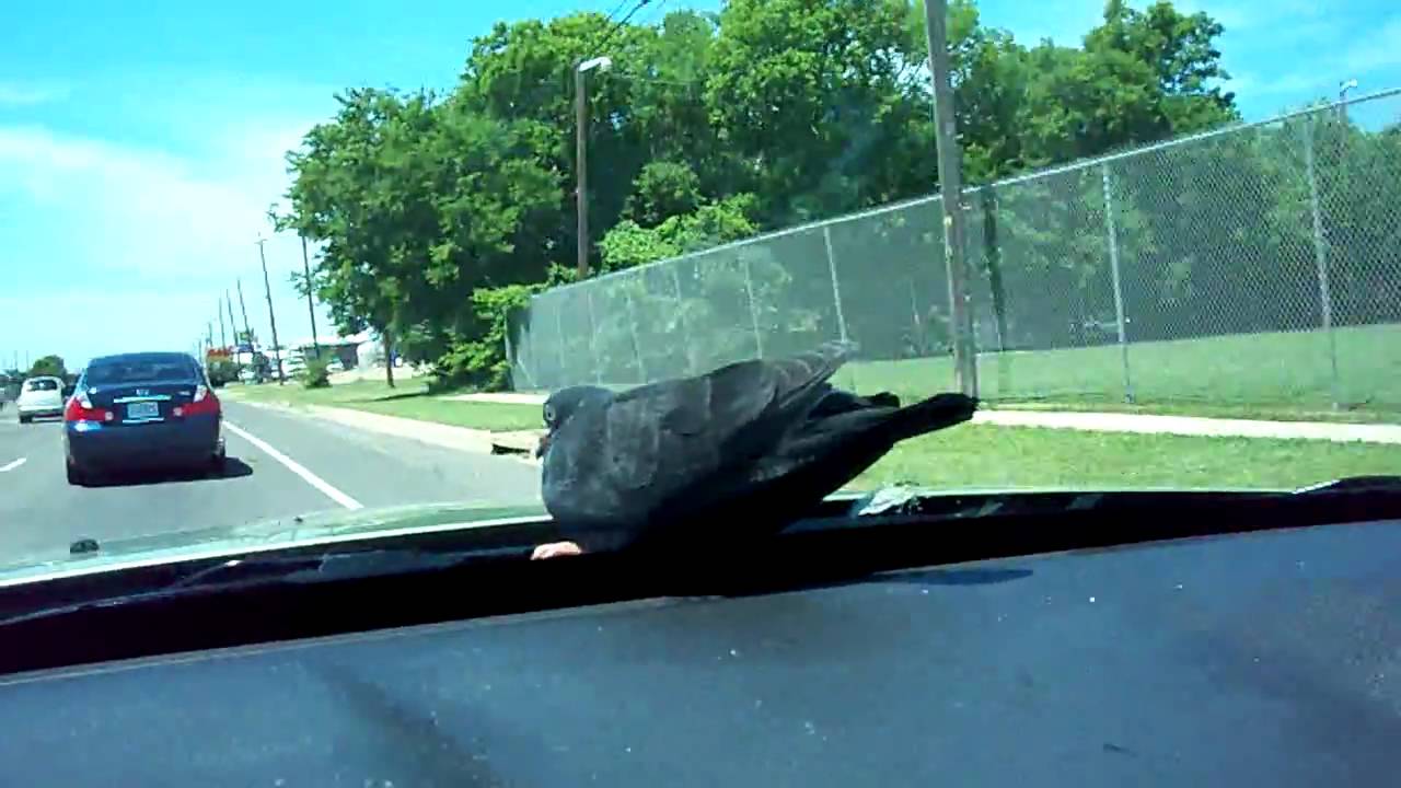 Bird hitches a ride on my windshield YouTube