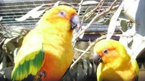 سورة المدثر  💚بصوت الشيخ أيمن رشدي سويد 💚برواية حفص عن عاصم