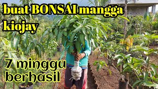 CANGKOK SUSU MANGGA JADI BNSAI MANGGA