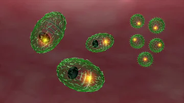 Comment fonctionne les lymphocytes B ?