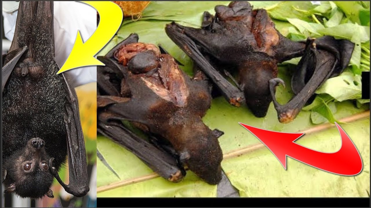 15 Tipos de comida mais bizarra consumida na China