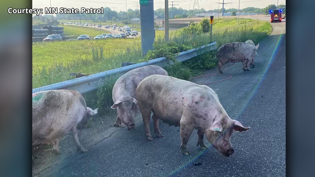 Pigs Run Loose on Metro Highway After Semitruck Tips Over in Minnesota