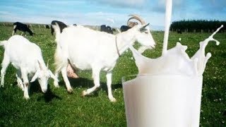 الفوائد المذهلة لحليب الماعز
