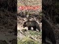 人を見て逃げない野生のヒグマは、山の中で会ったら恐ろしいです😱😱😱 #ヒグマ #北海道 #熊 #ひぐま #ハンティング #駆除 #クマ #巨大 #狩猟 #罠