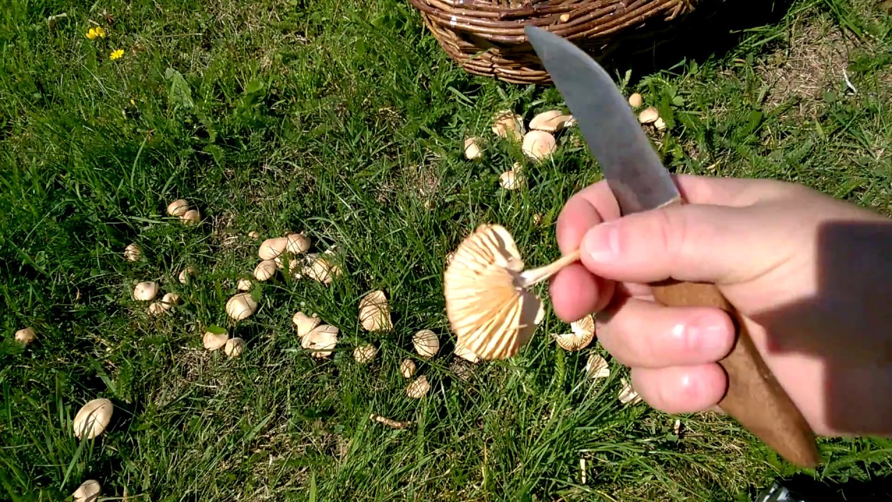 Urban Foraging For Fairy Ring and Horse Mushrooms