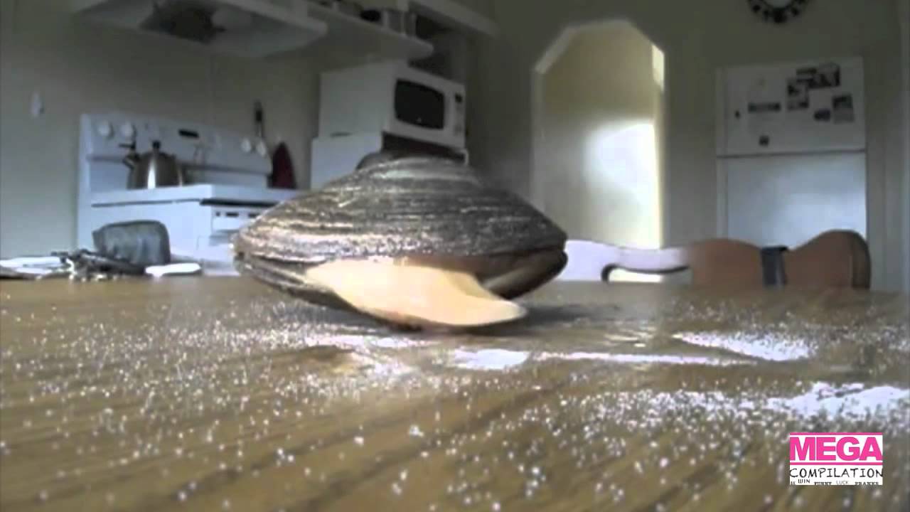 Clam Eating Salt HD YouTube
