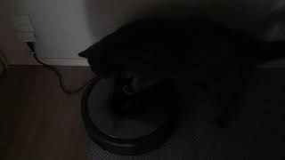 動かしやがった　猫とルンバ　Finally he succeeded- Cat and ROOMBA