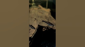 Bút chì đỏ Indo dòng cá nhỏ hiền hòa, bám đàn #cathuysinh #cacanh #cácảnh #cacanhgiare #cabutchi