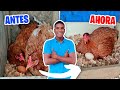 CÓMO CAMBIAR A UNA GALLINA CLUECA DE NIDO 🐔