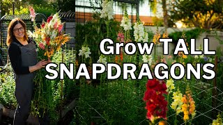 SNAPDRAGON GROWING GUIDE: 5 Essential Tips