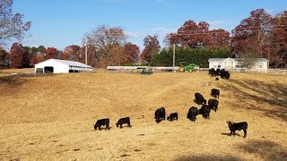 Drought conditions force us to start feeding hay earlier than normal. by Long Farms 214 views 6 months ago 5 minutes, 29 seconds