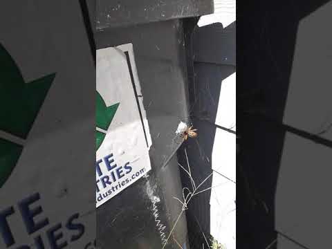 camera iphone 8 plus apk Huge spider vs bumblebee