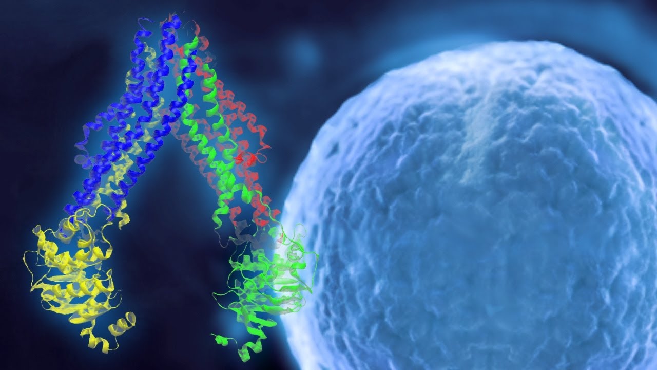 A screenshot from Dancing Proteins: Cell Membrane Transporter Motion May Revolutionize Drug Therapies