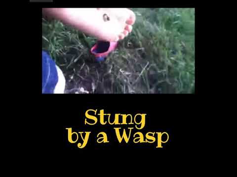 Stung by a Wasp REMIX (Longer Version) 🐝