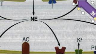 Receptor para noradrenalina alfa 2