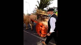 música de carros enxebre | Xinzo de Limia | Ourense | Spain