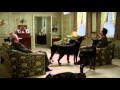 Dobermans in movie -- 16 (part 2)  -- Доберманы в кино