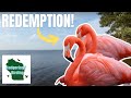 Flamingo REDEMPTION! Kayak Adventure to See Wisconsin&#39;s First WILD Flamingos