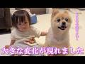 愛犬と赤ちゃんの間に、大きな変化が現れました！