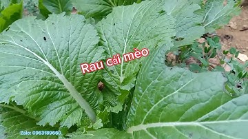 tuyên khánh I Rau Chuẩn Bị Hái Đi Chợ Phiên Bắc Hà BánI Cuộc sống con người vùng cao.