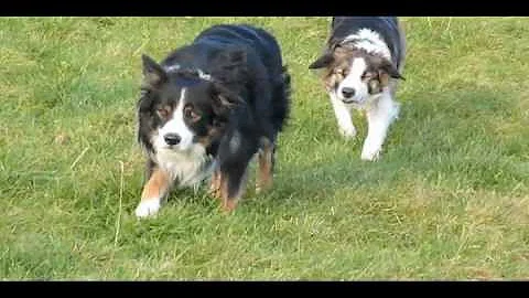 The Collie Walk
