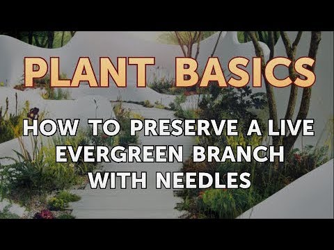 How to Preserve a Live Evergreen Branch With Needles