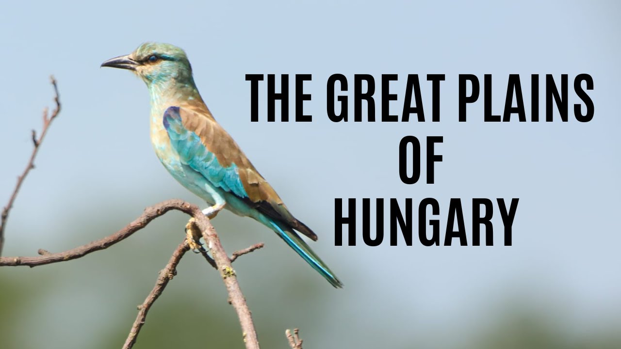Wildlife Of Hungary | The Great Plains Of Hungary | Rare Birds and Reptiles