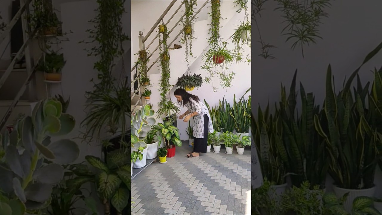 home entrance decoration ideas #plants #terracegardenindia #homegardening #garden #nature