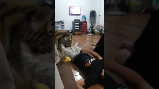 Download Lagu Melonitto is here!!! #cat #cats #catvideo #catvideos #catshorts #catlovers #catlife #funny #cute MP3