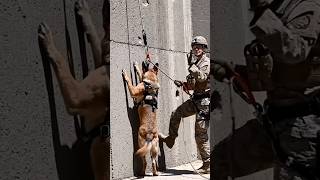 K9 Commando Training 🐕🔥#shortvideos#k9dog