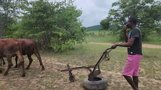 Chisharu Chemumwe Chitsva Chemumwe