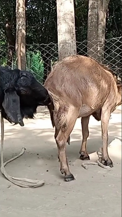Lots of two goats they do very eautiful surprising shoots which we enjoy May 15, 2023