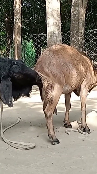 Lots of two goats they do very eautiful surprising shoots which we enjoy May 15, 2023