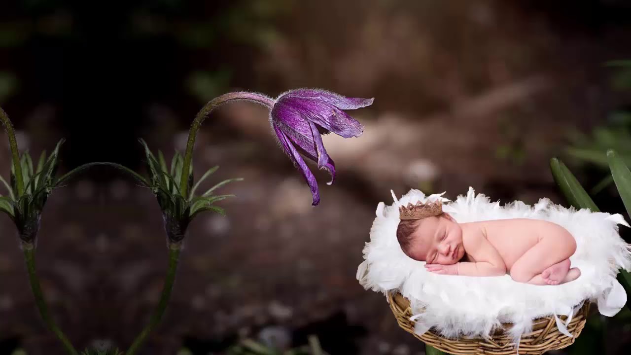 Сплюшка колыбельная песня. Орхидея младенец в колыбели. Цветы похожие на младенцев в колыбели. Колыбелька для малышей для быстрого засыпания успокаивающая. Колыбель с малышом на природе.