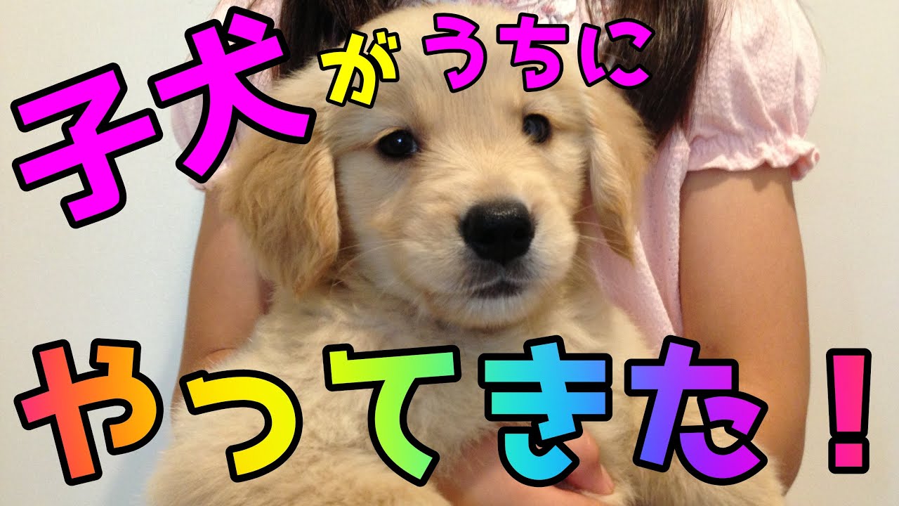 ゴールデンレトリバー 可愛い子犬 赤ちゃんがやってきた 我が家の新しい家族です Youtube ゴールデンレトリバー 可愛い子犬 赤ちゃんがやってきた 我が家の新しい家族です Youtube