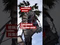 農夫為棕櫚樹打造螺旋梯－ BBC News 中文