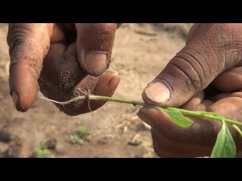 Vidéo: Le Paillage Des Cultures Et Des Plantations Augmente Le Rendement