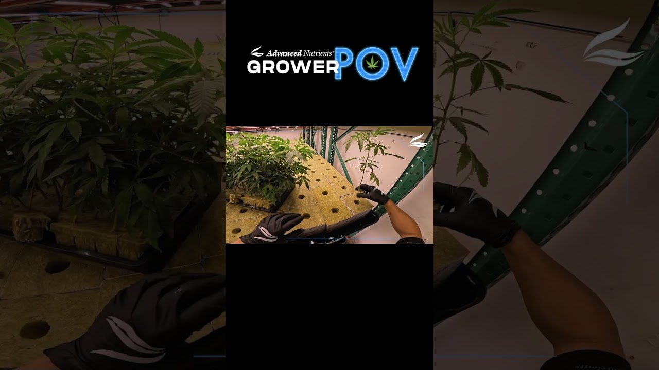 Grower POV: Soaking the Blocks 