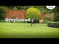 Greyhound Dog Breed Information: Temperament & Facts | Petplan の動画、YouTube動画。