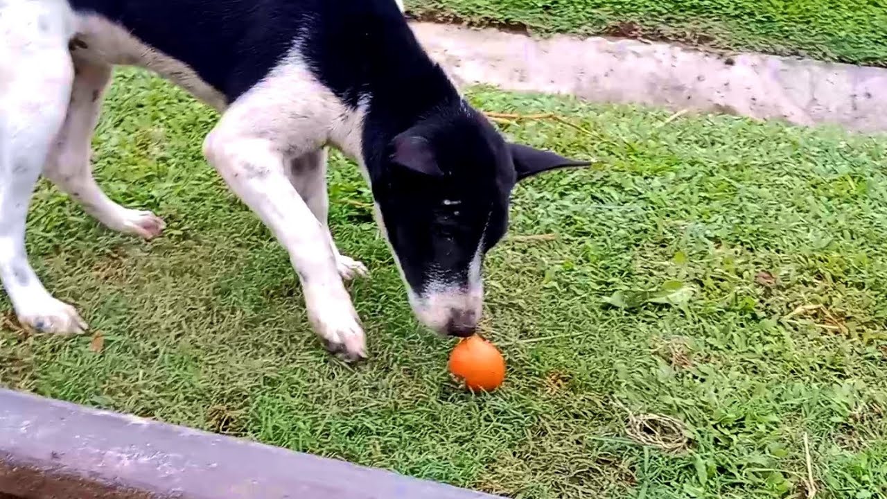 Cute and hungry puppy raw egg eating asmr🐕puppy playing with a raw egg