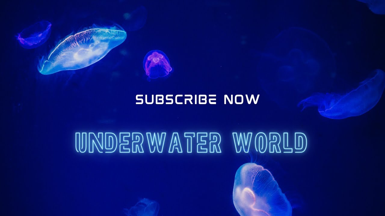 The Wonders of Marine Life - YouTube