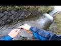 小さな水路のモンスターが現れたのだぜ!!! #shorts